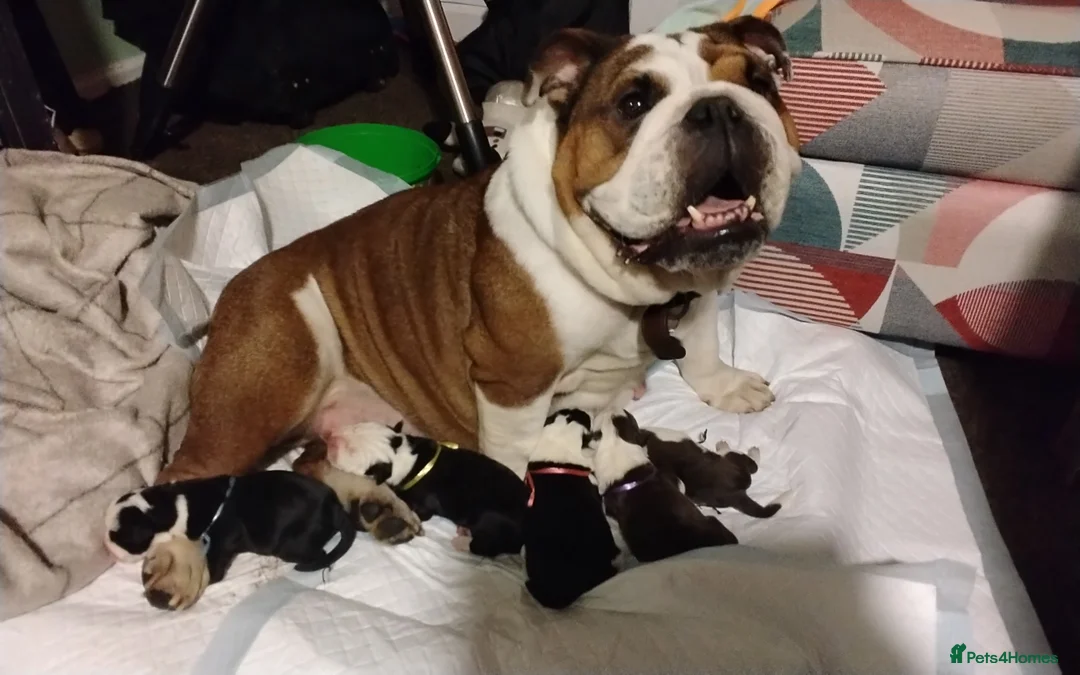 Mixed Breed dogs for sale: English Bulldog x border collie (bull collie) - Advert 1