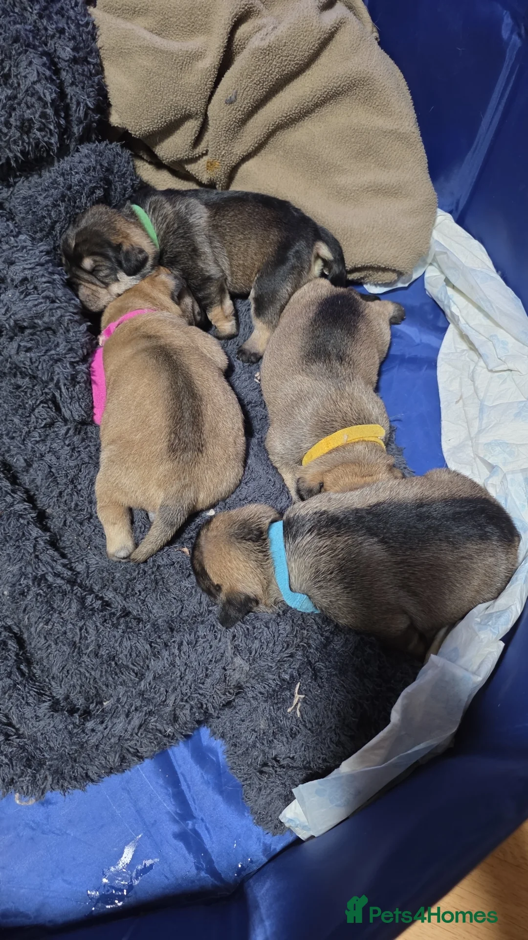 Mixed Breed dogs for sale: Bulldog x minture schnauzer  - Advert 1