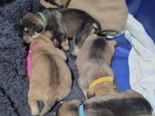 Mixed Breed dogs Bulldog x minture schnauzer - Advert 4