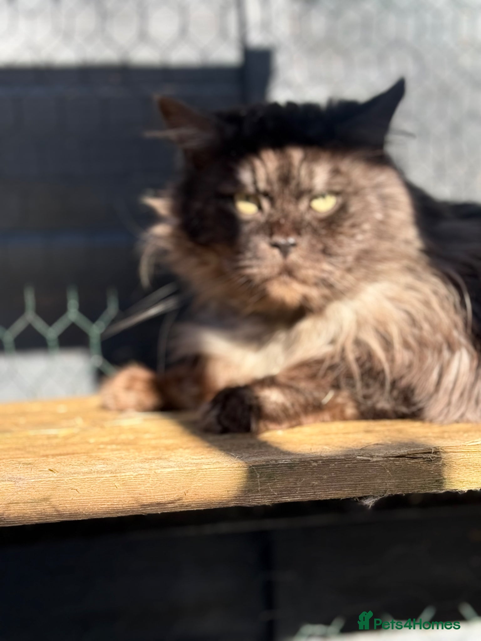 Maine Coon cats Massive TICA/GCCF black smoke Mainecoon for stud - Advert 7