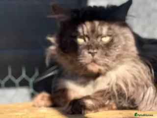 Maine Coon cats Massive TICA/GCCF black smoke Mainecoon for stud - Advert 7