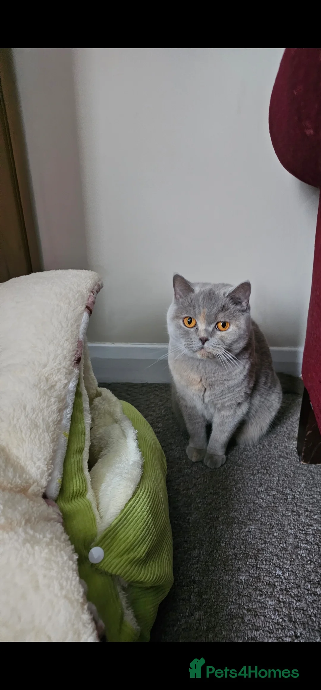 British Shorthair cats for sale: British shorthair  - Advert 2
