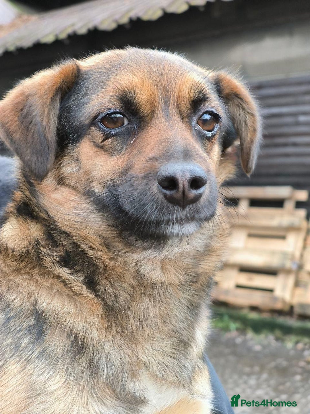 Mixed Breed dogs for adoption: 💖🐶 CHILLY 🐶💖 - Advert 15