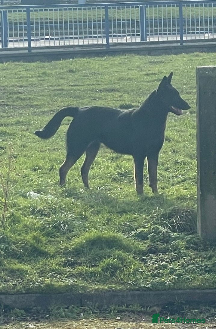 Belgian Shepherd Dog dogs Quality Bull herder puppies  - Advert 1