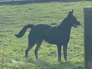 Belgian Shepherd Dog dogs Quality Bull herder puppies - Advert 1