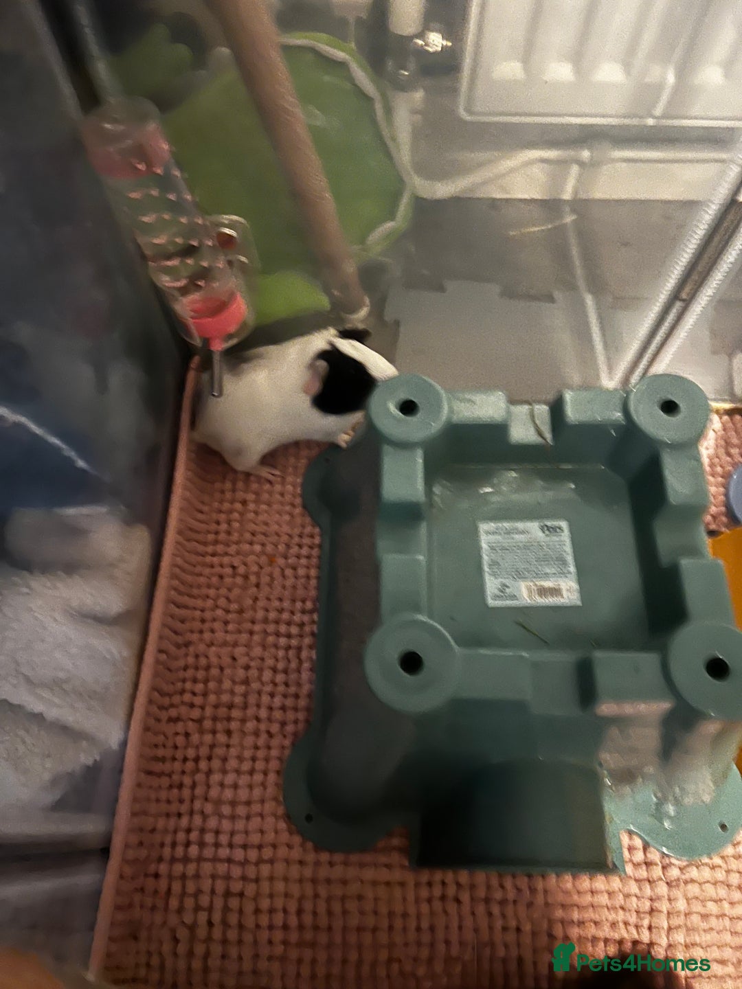 Guinea Pig rodents for sale: Male guinea pigs x3 - Advert 7