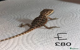 Bearded Dragon reptiles for sale: Various Baby Bearded Dragons For Sale - Advert 11
