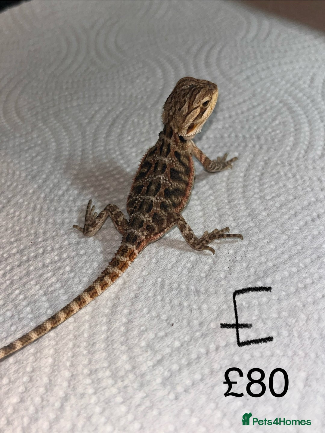 Bearded Dragon reptiles for sale: Various Baby Bearded Dragons For Sale - Advert 11