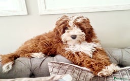 Cavapoo dogs for sale: Too cute to handle cavapoo puppies - Image 15