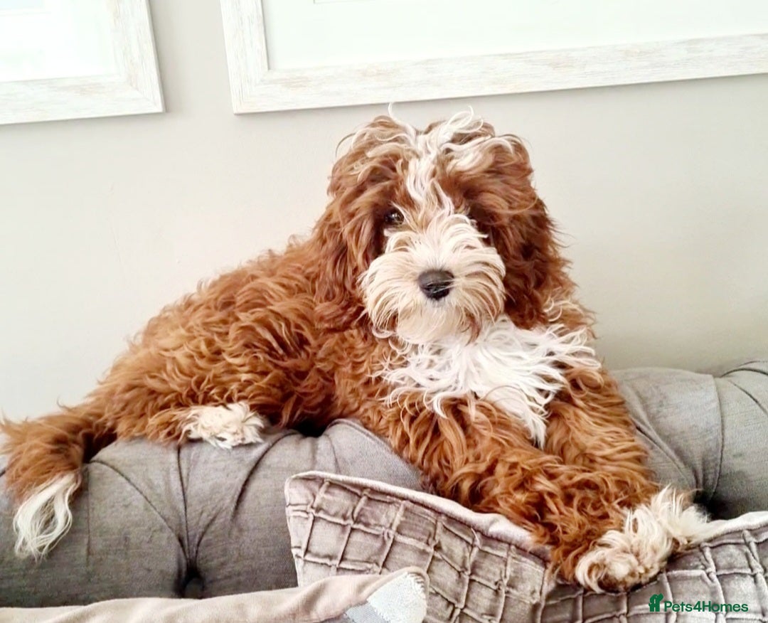 Cavapoo dogs for sale: Too cute to handle cavapoo puppies - Image 15