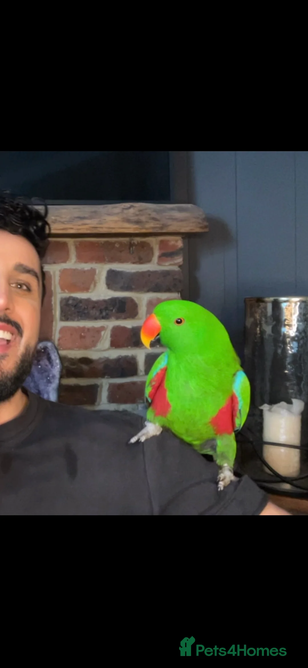 Parrots birds for sale: Silly tame, healthy Eclectus boy - Advert 2