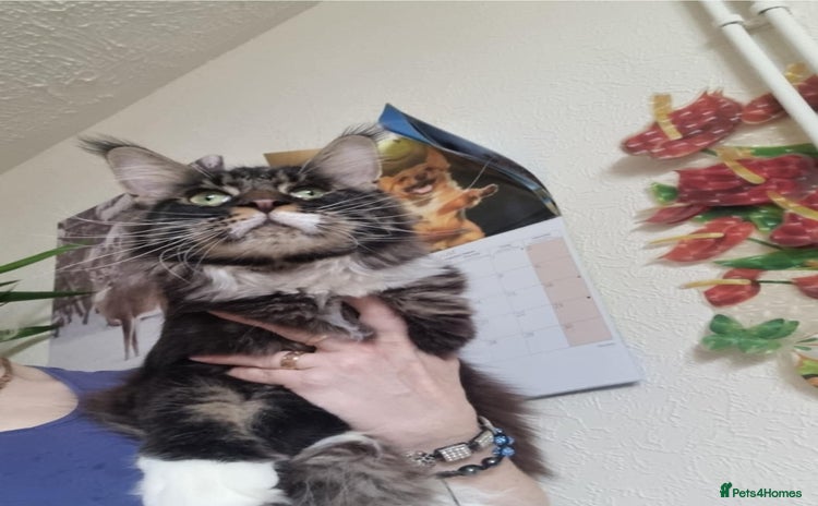 Maine Coon cats - Advert 10
