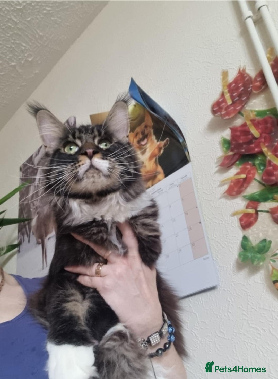 Maine Coon cats for sale: Gorgeous Male Maine Coon  - Image 1
