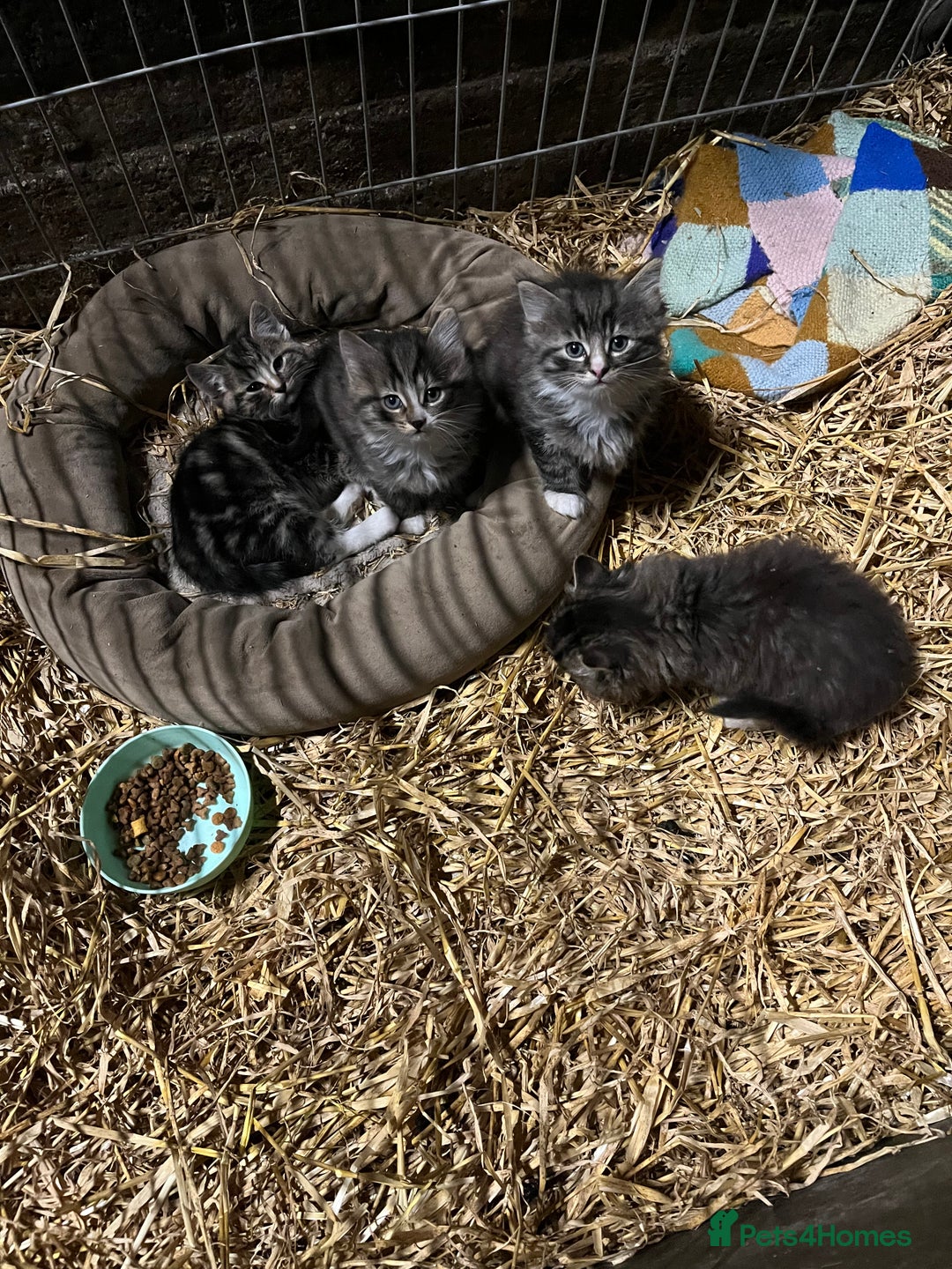 Mixed Breed cats for sale: 4 Beautiful Kittens  - Image 1