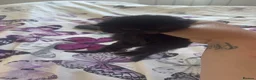 Mixed Breed cats for sale: 6 beautiful kittens  - Advert 10