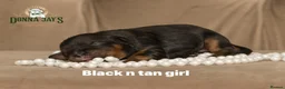 Cavalier King Charles Spaniel dogs for sale: Donna Jays Petite Cavaliers 🌟🌟🌟🌟🌟 - Advert 18