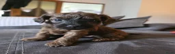 Yorkiepoo dogs for sale: Yorkiepoo puppies for sale - Advert 3