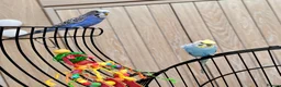 Budgerigars birds for sale: Blue & Coco – Beautiful Budgie Boys in London - Advert 12