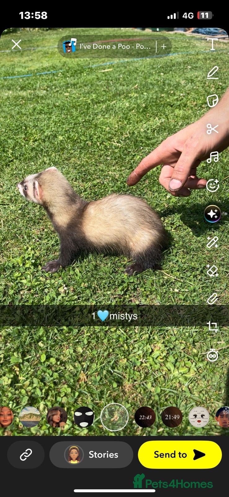 Ferret rodents Ferret kits - Advert 2