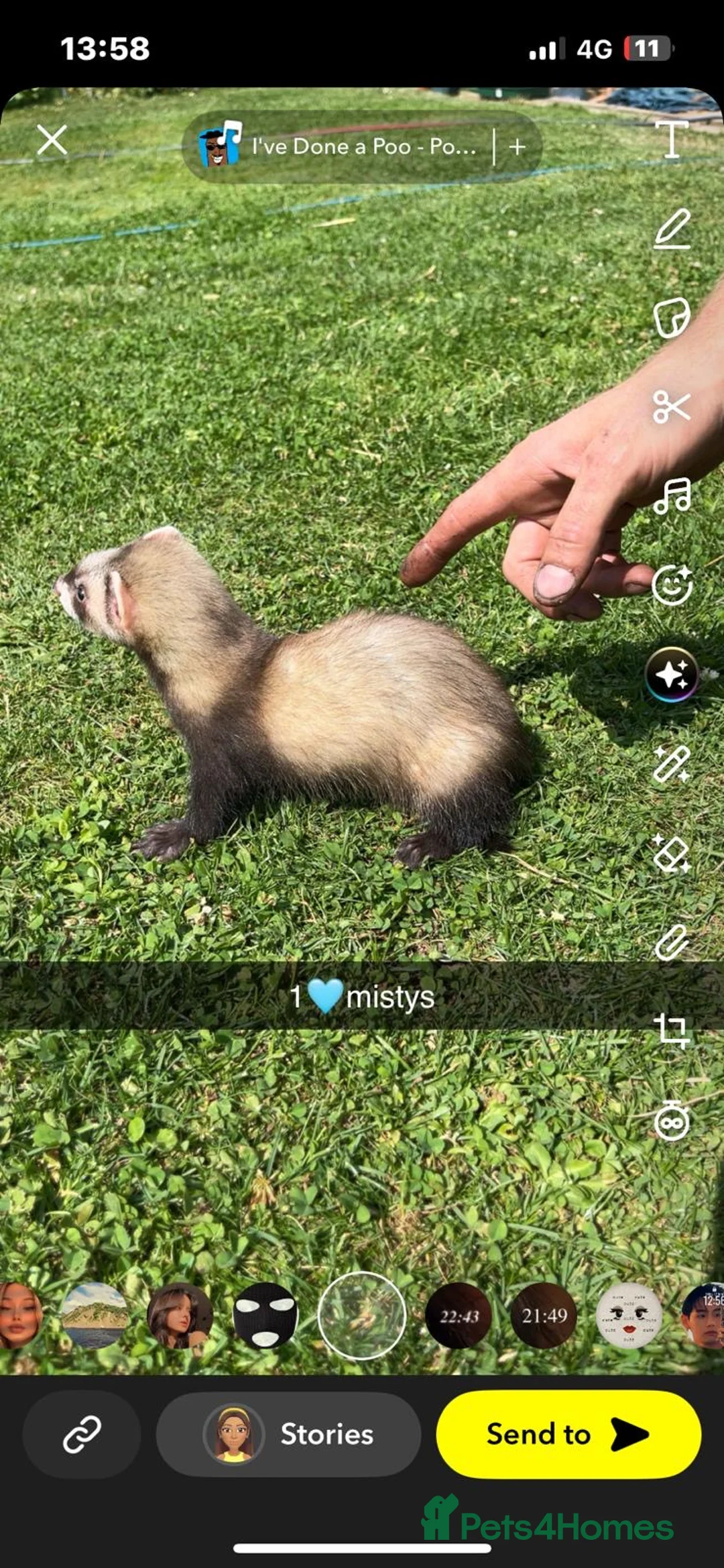 Ferret rodents for sale: Ferret kits in Maidstone - Advert 2