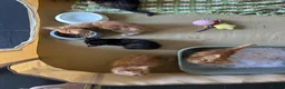 Mixed Breed cats for sale: 5 beautiful kittens  - Advert 26