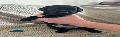 Labrador Retriever 1