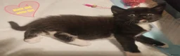 Mixed Breed cats for sale: Adorable kittens are looking for lovely home  - Advert 20