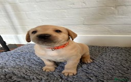 Labrador Retriever dogs for sale: Labrador Retriever – KC Registered - Image 9