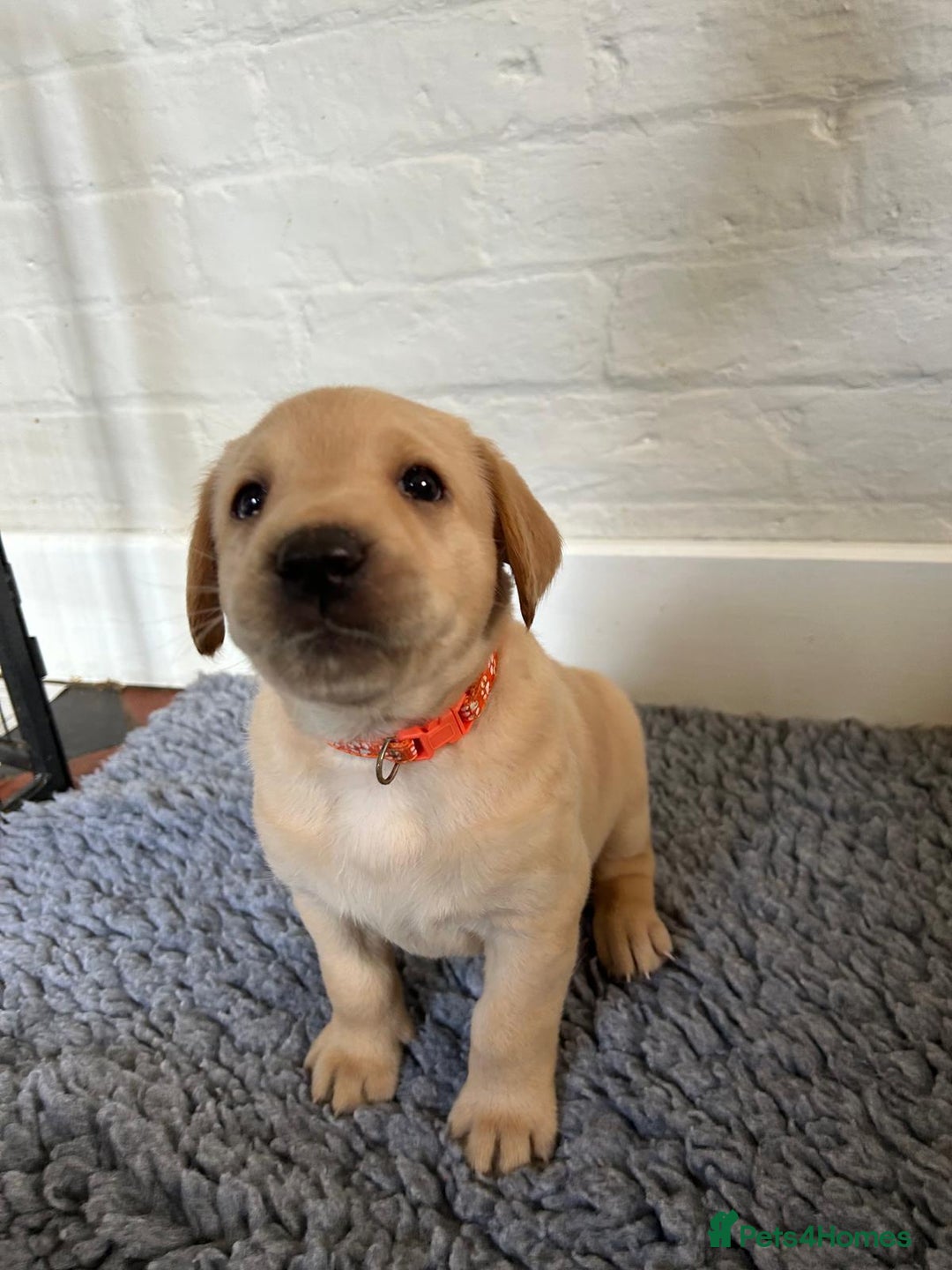 Labrador Retriever dogs for sale: Labrador Retriever – KC Registered - Image 9