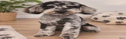 Cockapoo dogs for sale: F1 Beautiful cockapoo puppies 🐶  - Advert 3
