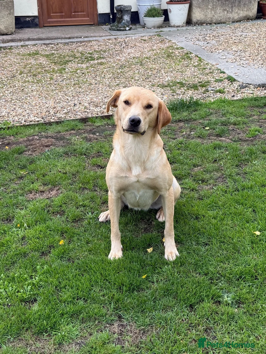 Labrador Retriever dogs for sale: Yellow lab bitch  in Craven Arms - Advert 2