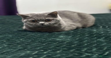 British Shorthair cats - Advert 11