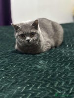 British Shorthair cats - Advert 10