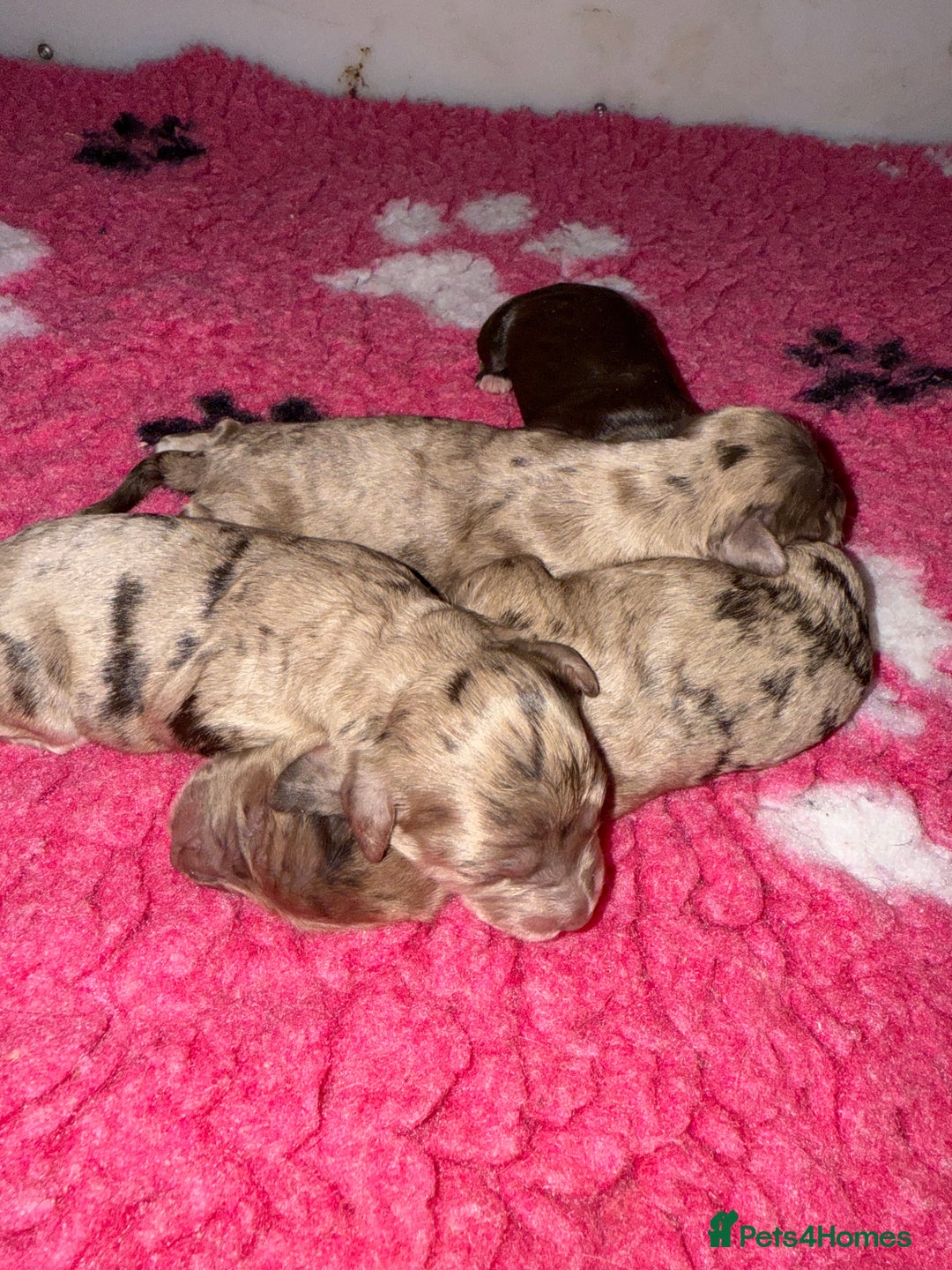 Cockapoo dogs for sale: F1 Cockapoos  - Image 1