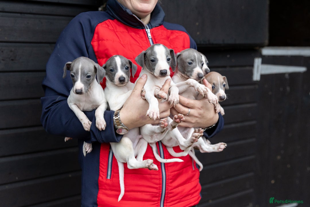 Italian Greyhound dogs for sale: READY TO GO IN 5 DAYS  - Advert 28