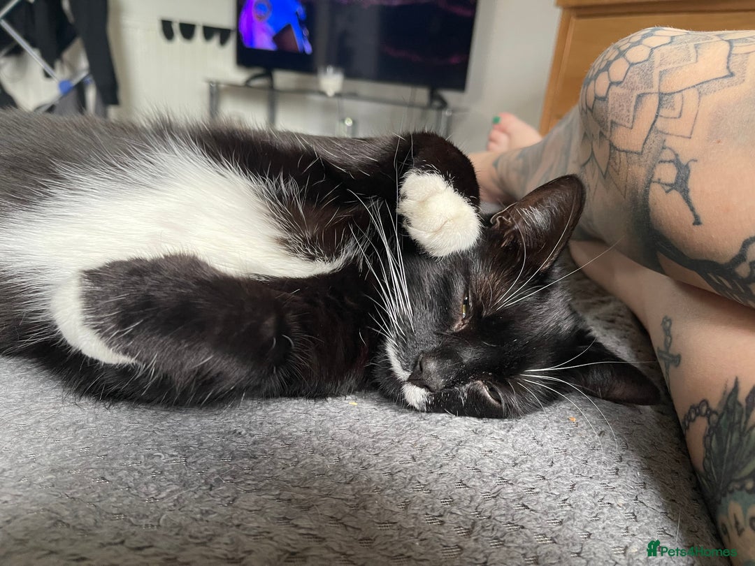 Mixed Breed cats for sale: Flimflam & Bojo - Image 21