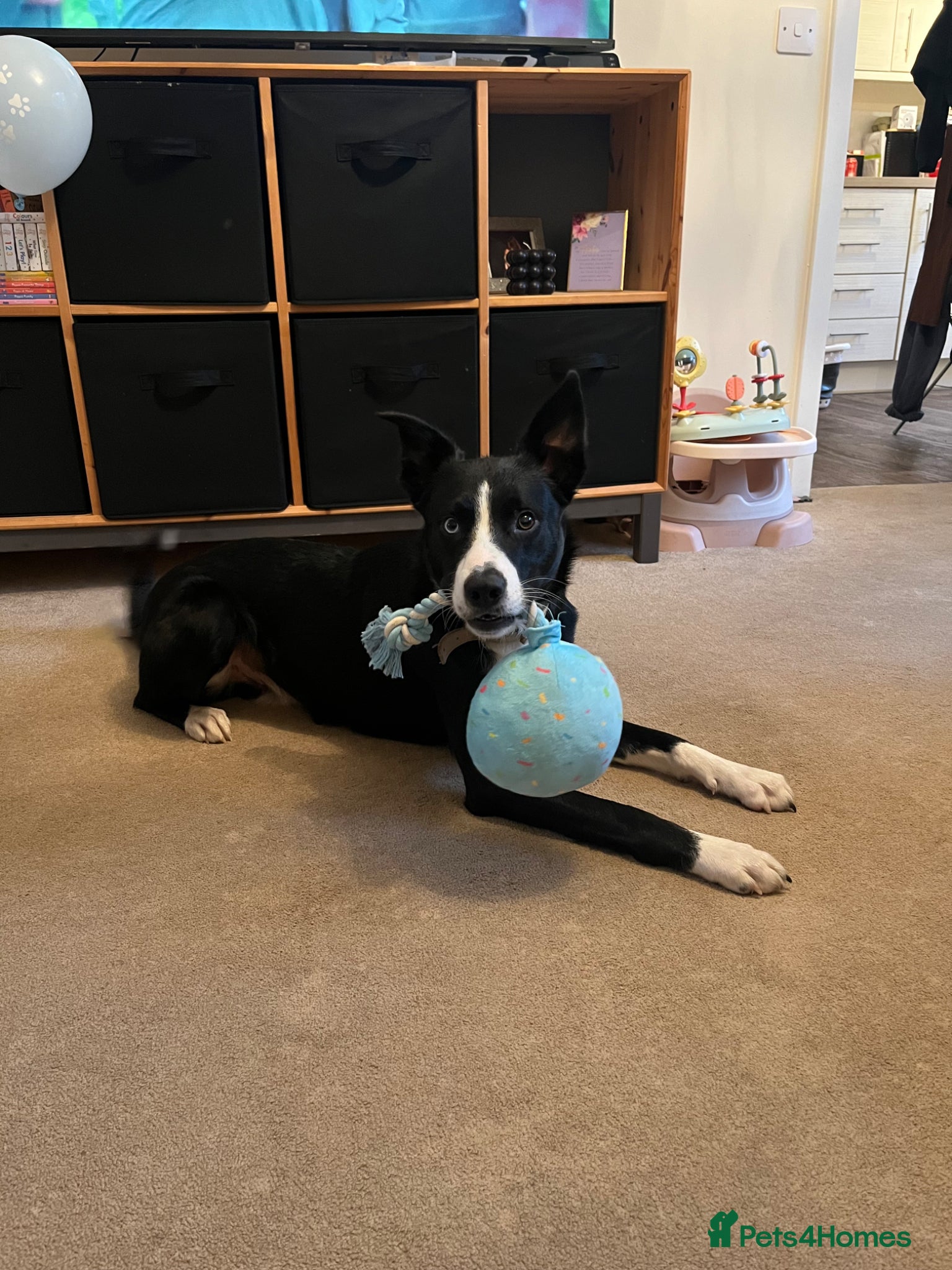 Border Collie dogs Border collie, Koby - Advert 12