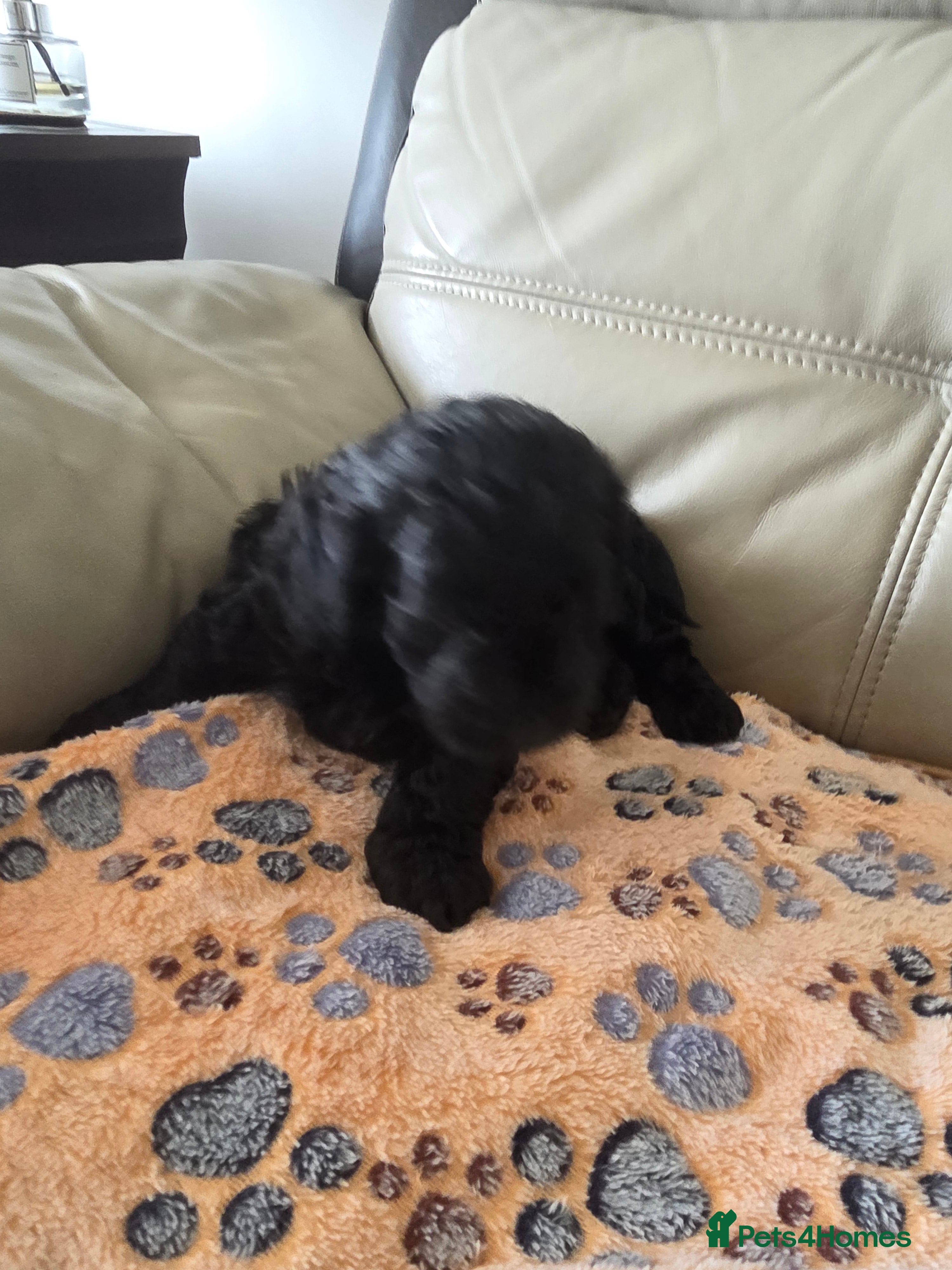 Cockapoo dogs Hawarden puppies 🐶  - Advert 2