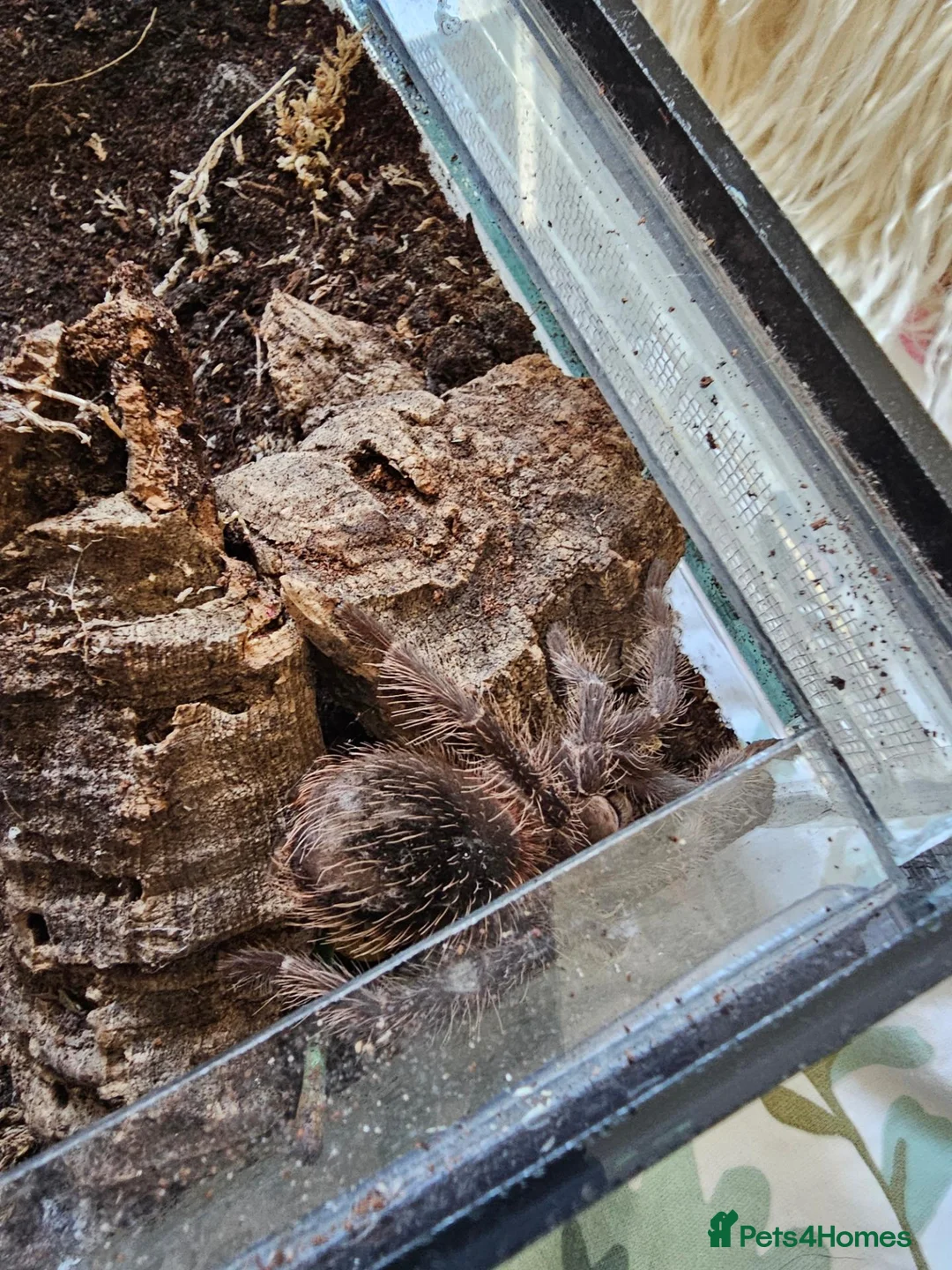 Tarantulas invertebrates for sale: Salmon pink tarantula young unknown sex in Colchester - Advert 2