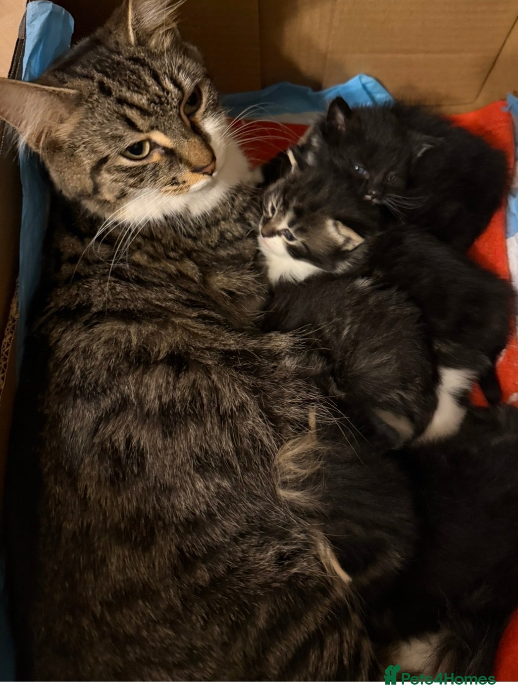 Mixed Breed cats 4 Adorable Fluffy kittens- ready for new homes - Advert 9