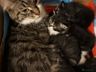 Mixed Breed cats 4 Adorable Fluffy kittens- ready for new homes - Advert 3