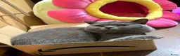British Shorthair cats for sale: Lovely Blue Gccf Registered Neutered Girl  - Advert 4