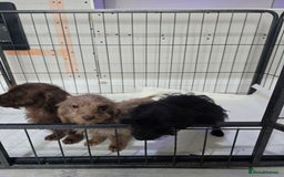 Doxiepoo dogs for sale: Doxipoos - Image 5