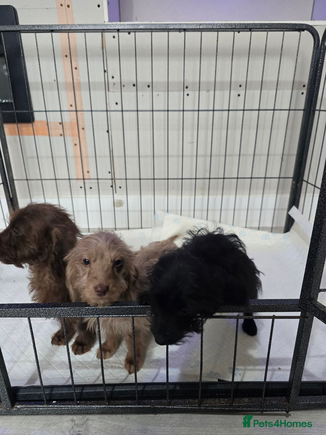 Doxiepoo dogs for sale: Doxipoos - Image 5