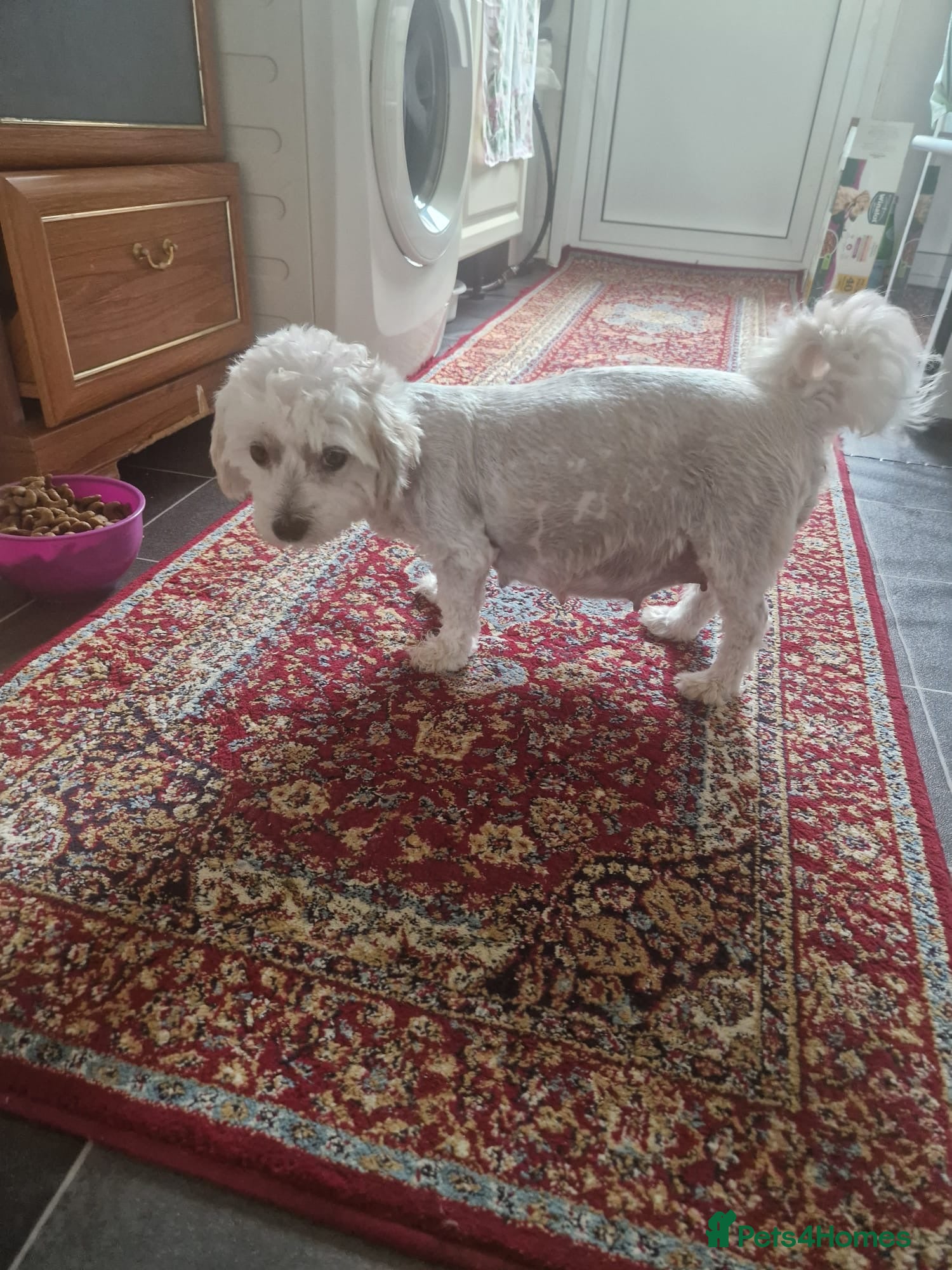 Havanese dogs Havanese puppy - Advert 16