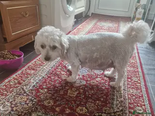 Havanese dogs Havanese puppy - Advert 4