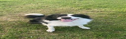 Border Collie dogs for sale: Rex the border collie - Advert 3