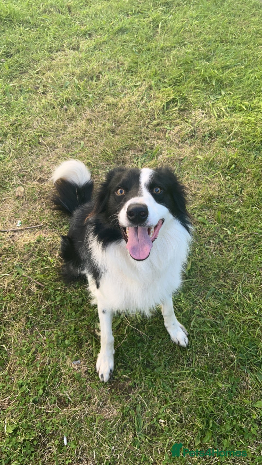 Border Collie dogs for sale: Rex the border collie - Advert 3