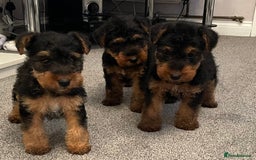Welsh Terrier dogs for sale: Welsh terrier Puppies - Image 1