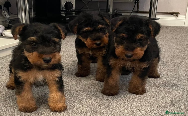 Welsh Terrier dogs - Advert 1